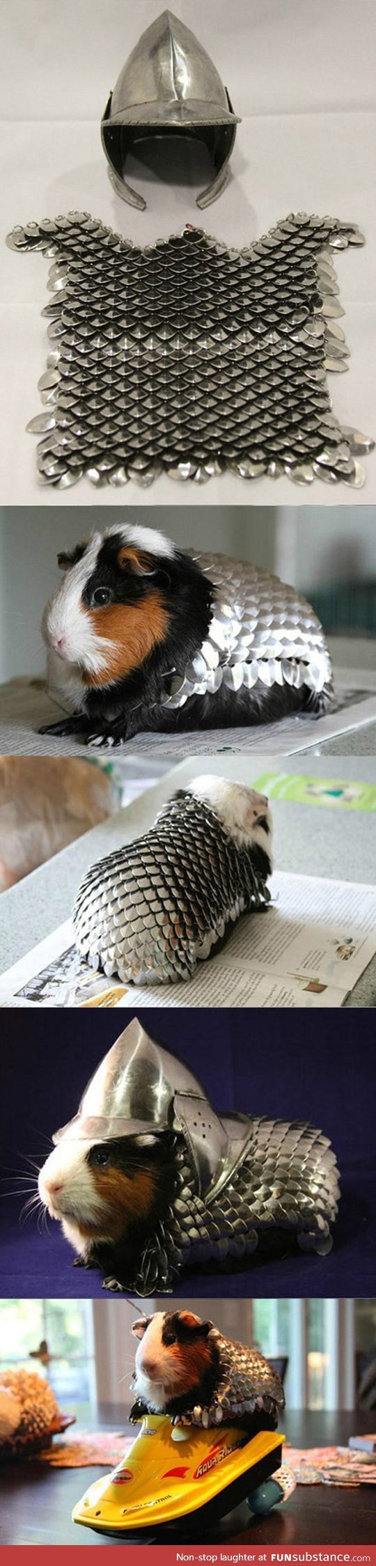 Prepare your guinea pig for battle