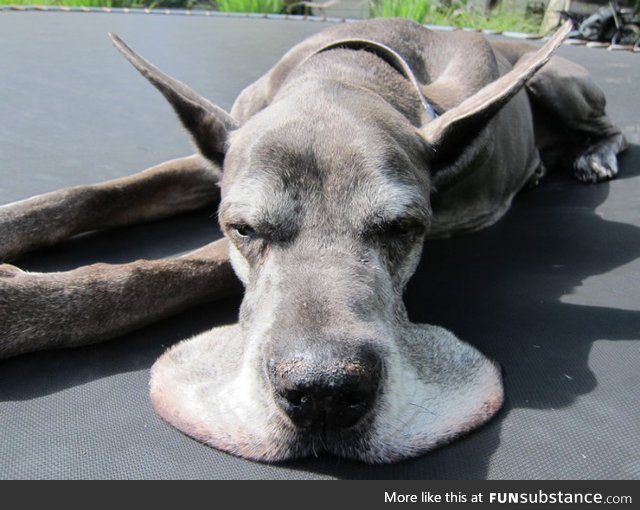 This dog is turning into a pancake