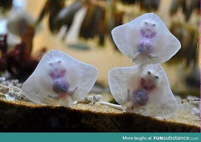 Baby stingrays look like raviolis stuffed with tiny damned souls