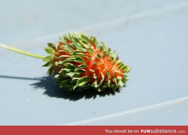 The strawberry that thinks that leaves are better than seeds