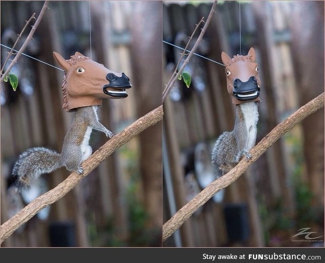 Has science gone too far?? Horse head squirrel feeder