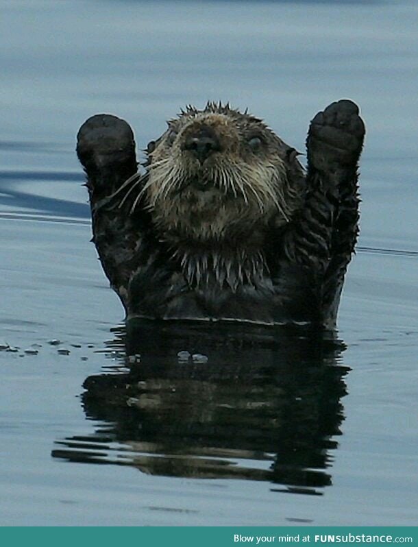 Syrian otter mistakes camera for gun in heartbreaking photo