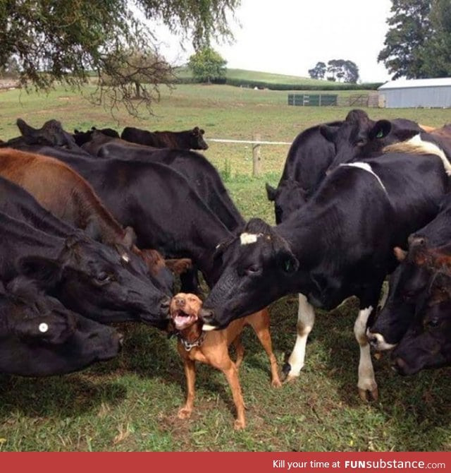 The giant dogs love me