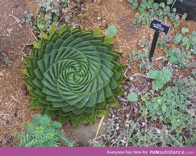 The Aloe polyphylla plant