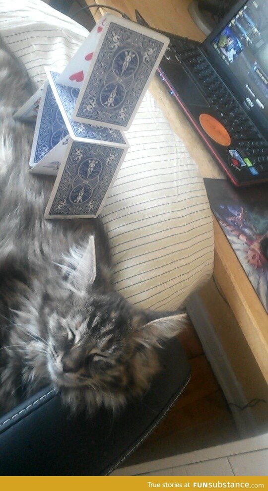 Card stacking on a cat