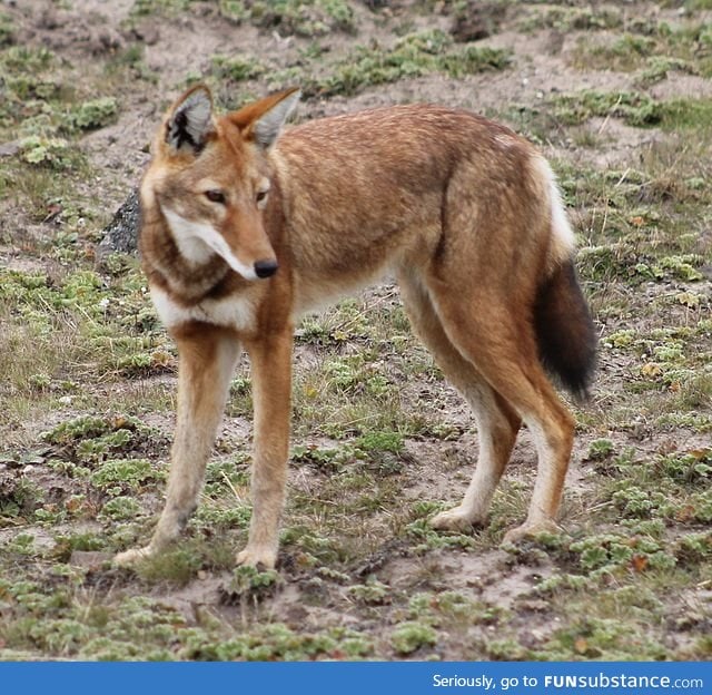 Ethiopian wolf. Endangered