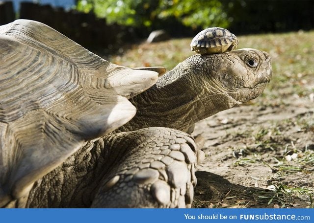 A 140-year-old tortoise wearing her 5-day-old son as a hat