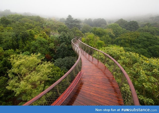 Treetop walkway