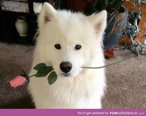 Here's an adorable dog with an adorable rose wishing you an...amazing day