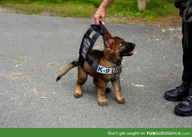 Trying the vest he'll soon grow into