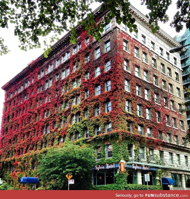 Vegetation growing on a building in downtown Vancouver, Canada