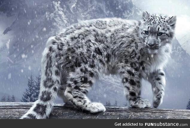 Snow Leopard a.K.A Grey Ghosts of Himalaya are very rare to find