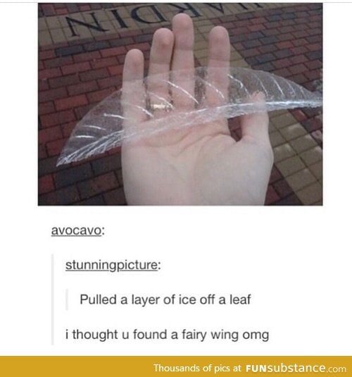 Fairy wing