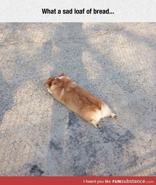 Corgi sploot