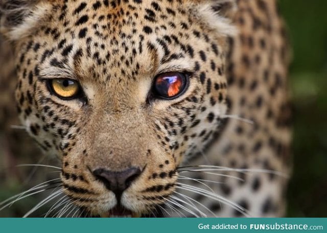 Leopard with a damaged eye