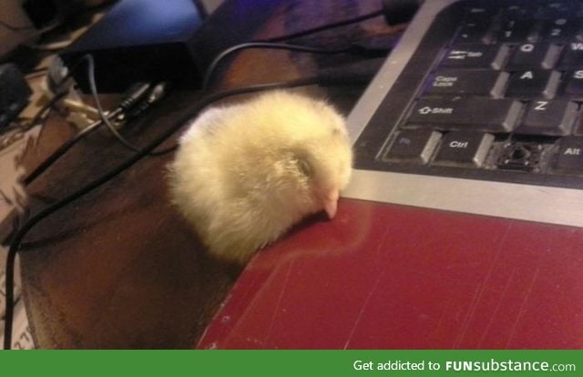 baby chick fell asleep near the heat vent