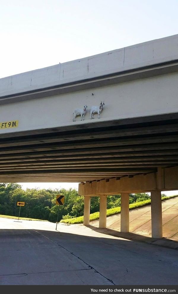 Just some goats crossing a bridge, no big deal