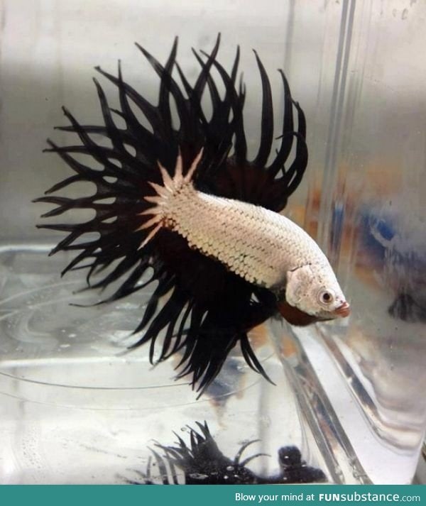 This fish looks like Spawn