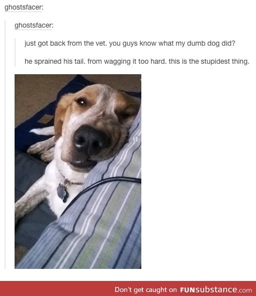 Reminds me of something my dog would do.