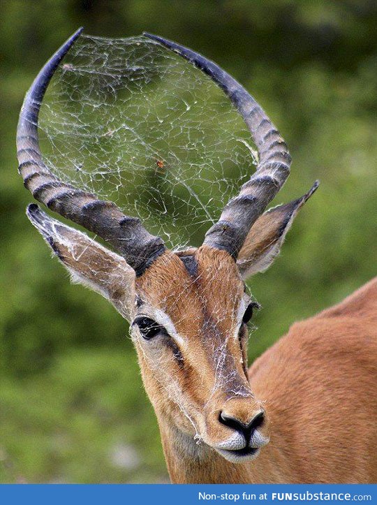 A Spider's Web