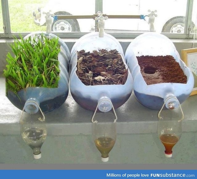 The role plants play in keeping the soil intact and filtering impurities