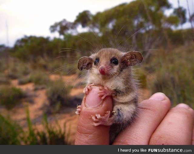 Not all Australian animals want to kill you