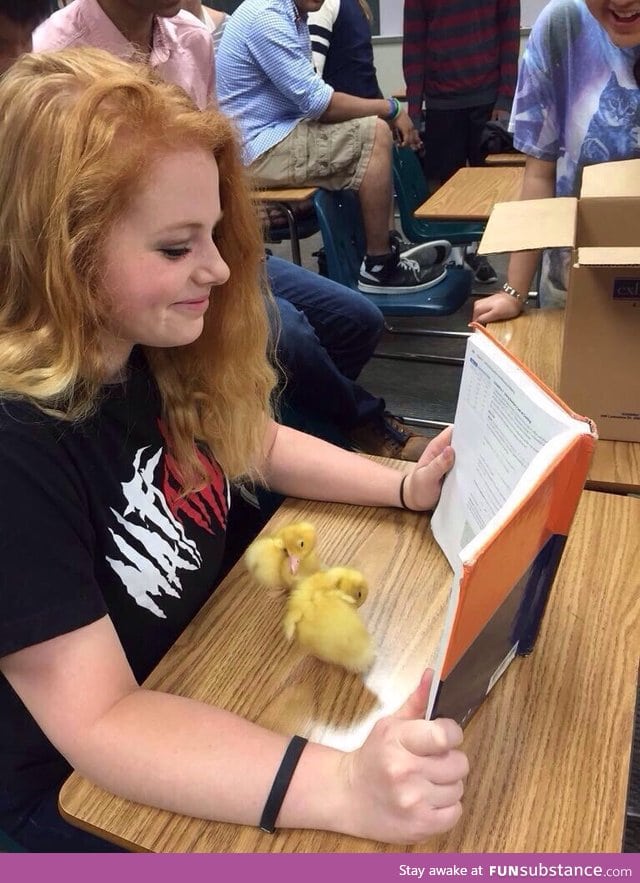 When your teacher thinks you're studying, but you're actually playing with ducks