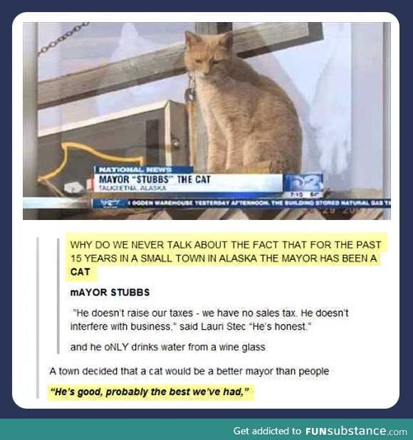 I want a cat for president.