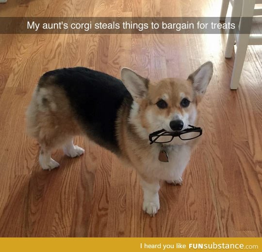 You win this time corgi