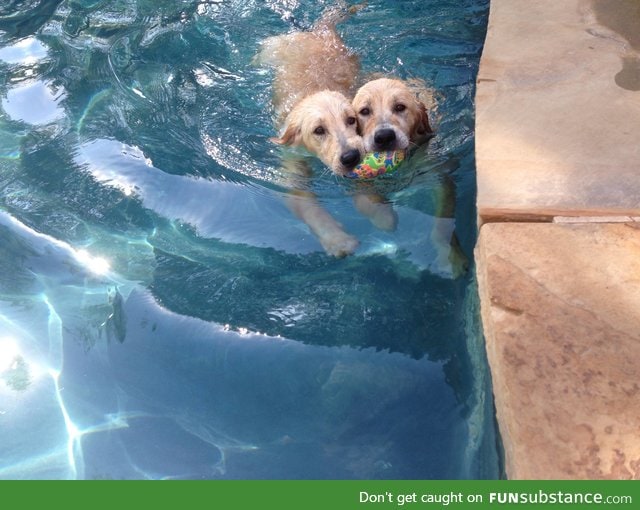 These two brothers refuse to retrieve toys in the pool individually