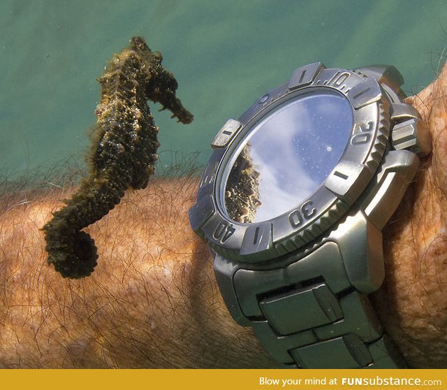 Seahorse Inspects a Diver’s Watch