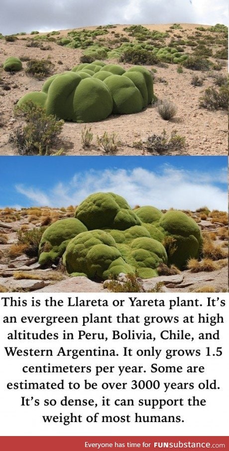 One of nature's strangest looking plants