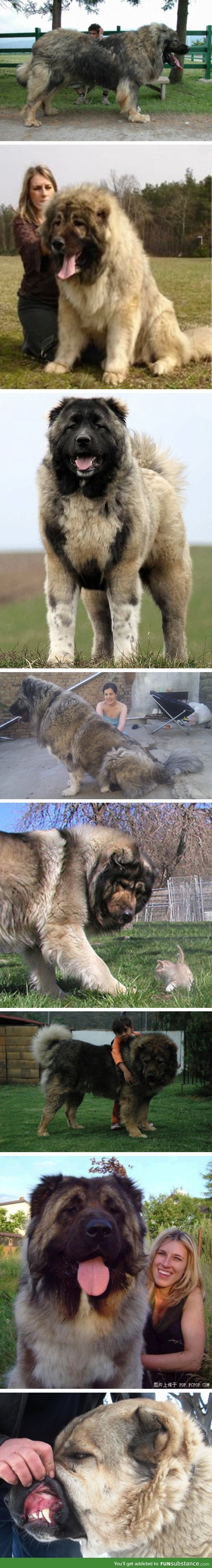 Caucasian shepherd dogs