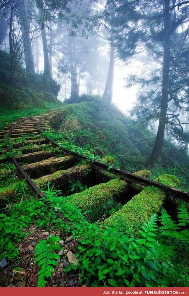 Old grow over railroad