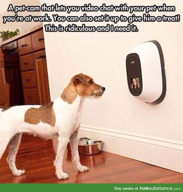 Technology to stay in contact with your pet at home while you're at work