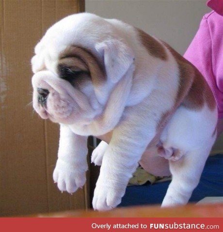 So many rolls