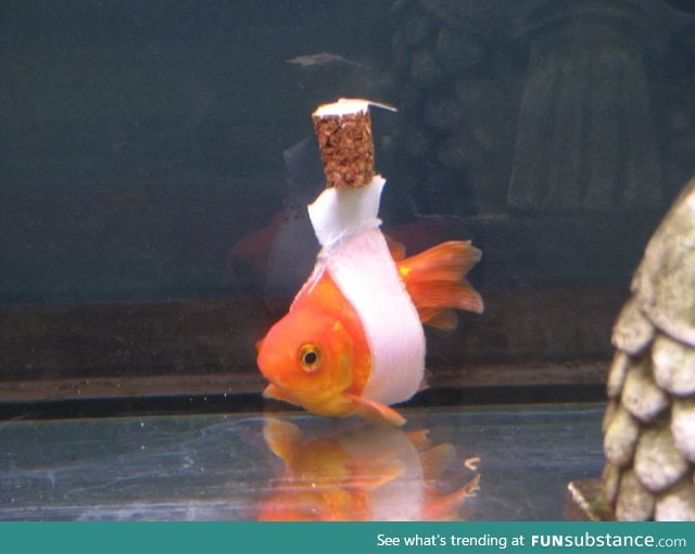 Goldfish "wheelchair" for a fish that had trouble staying upright