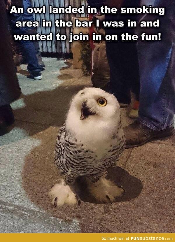 Random owl appears