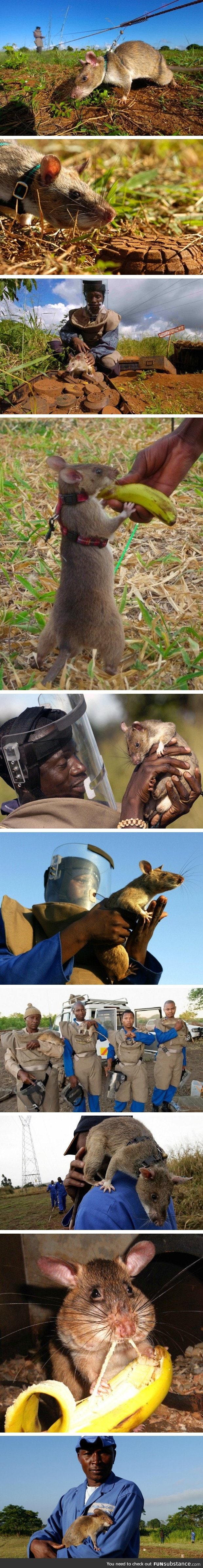 Rats are trained to sniff out landmines