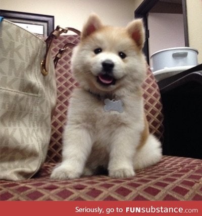 Chow chow x husky = chusky!