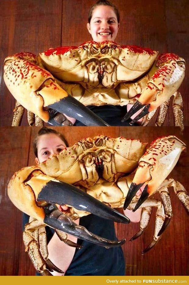 Tasmanian giant crab