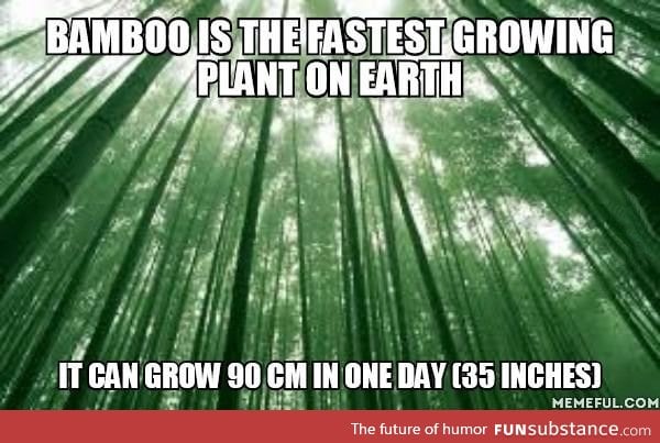 The more you know about bamboo