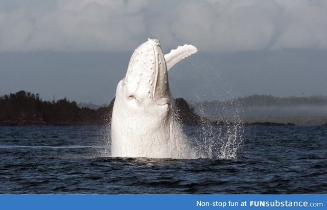 One of the few albino whales on earth