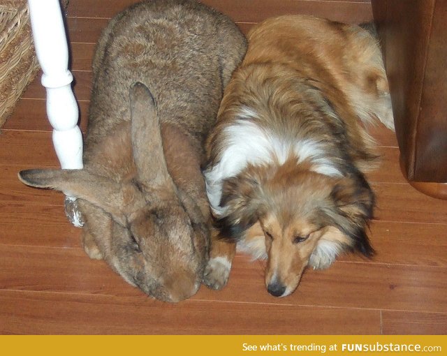 Behold, the massive Flemish rabbit