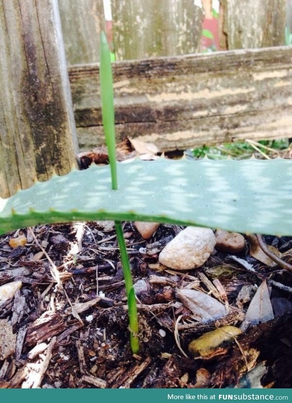 The way this grass grew through an aloe plant