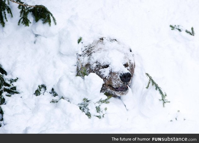 A bear coming out of it's hibernation den for the first time