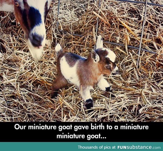 Mini goat