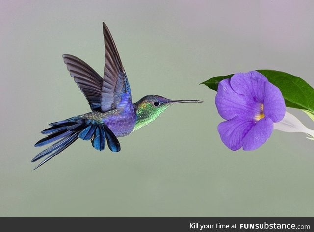 Humming birds beat their wings  At around 80 beats per second