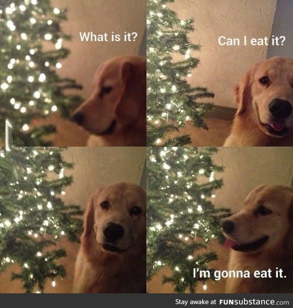 Dogs will try to eat anything