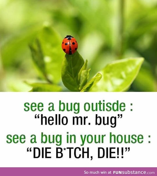 Whenever I see a bug at home